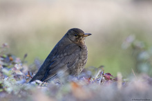 Amsel Weibchen