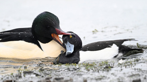 In der Zwickmühle…