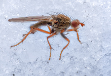 Ein Arktis-Überlebenskünstler