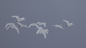 Zwerg- Singschwan Gruppe