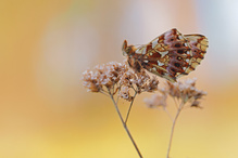 auf die Magerrasen Perlmuttfalter
