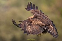 Der König der Adler