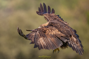 Der König der Adler
