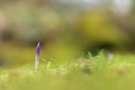 Der erste Krokus