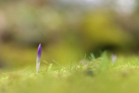 Der erste Krokus