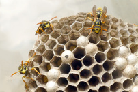 unter Beobachtung ...