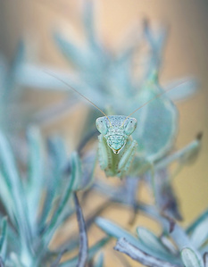 Hübsches Ameles-Gesicht