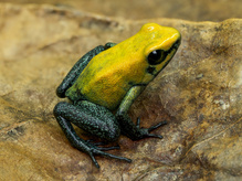 Zweifarbige Blattsteiger