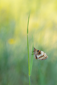 Aberration eines Scheckenfalter