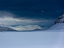 Eiststurmvögel (Fulmarus glacialis) im typischem Habitat