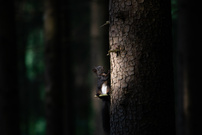 Sportlight im Auwald