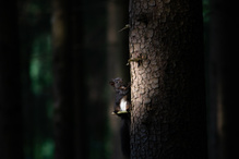 Sportlight im Auwald