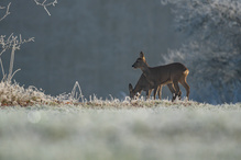 Frostiger Morgen