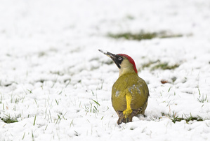 Der Grüne im Schnee