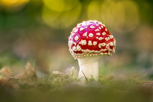 Fliegenpilz im Licht