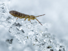 Der „wahre Schneefloh“