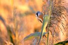 Hier der Bartmeisenhahn im dichten Schilfgürtel.