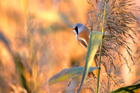Hier der Bartmeisenhahn im dichten Schilfgürtel.