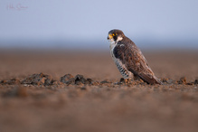 Wanderfalke im letzten Sonnenlicht