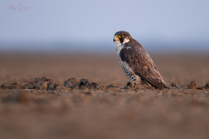 Wanderfalke im letzten Sonnenlicht