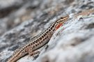 Mauereidechse vom Olympgebirge