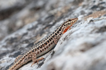 Mauereidechse vom Olympgebirge