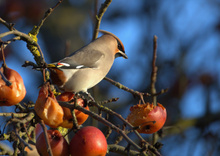 Der seltene nordische Wintergast -Seidenschwanz- an der Apfeltheke...