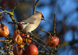 Der seltene nordische Wintergast -Seidenschwanz- an der Apfeltheke...