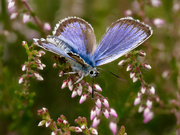 männlicher Argus-Bläulings (Plebejus argus) im typischem Habitat