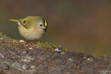 Wintergoldhähnchen