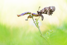 Ein Farbtupfer bei diesem tristen Wetter