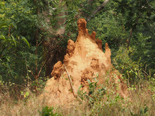 aus Speichel, Kot und Erde...