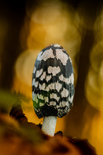 Ein Spechttintling ..