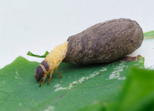 Larve eines Fallkäfers in ihrem Larvensack