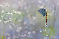 Im Zittergrasmeer ....,