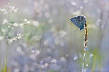 Im Zittergrasmeer ....,