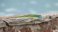 Smaragdeidechse am See