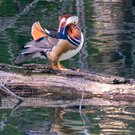 Mandarinenten-Erpel (Aix galericulata)