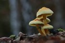 Ein Pilzgrüppchen