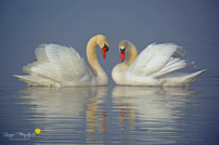 Es muss Liebe sein ....