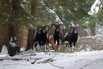 Der Wald hat viele Augen