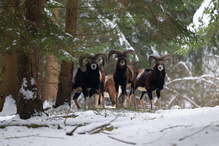 Der Wald hat viele Augen
