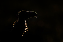 White-headed vulture