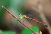 Rhinagrion philippinum (w)