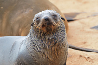 Diesen putzigen Seebär