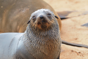 Diesen putzigen Seebär