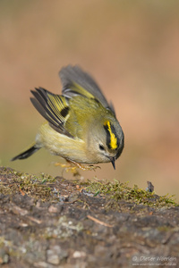 Wintergoldhähnchen