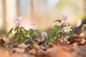 Gegen den Winterblues
