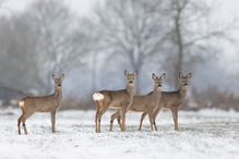 Vier Männer im Schnee..