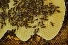 Fleißig wie die Bienen
